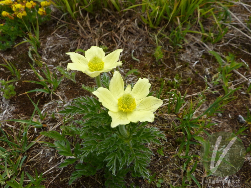 Schwefel-Anemone: Übersicht